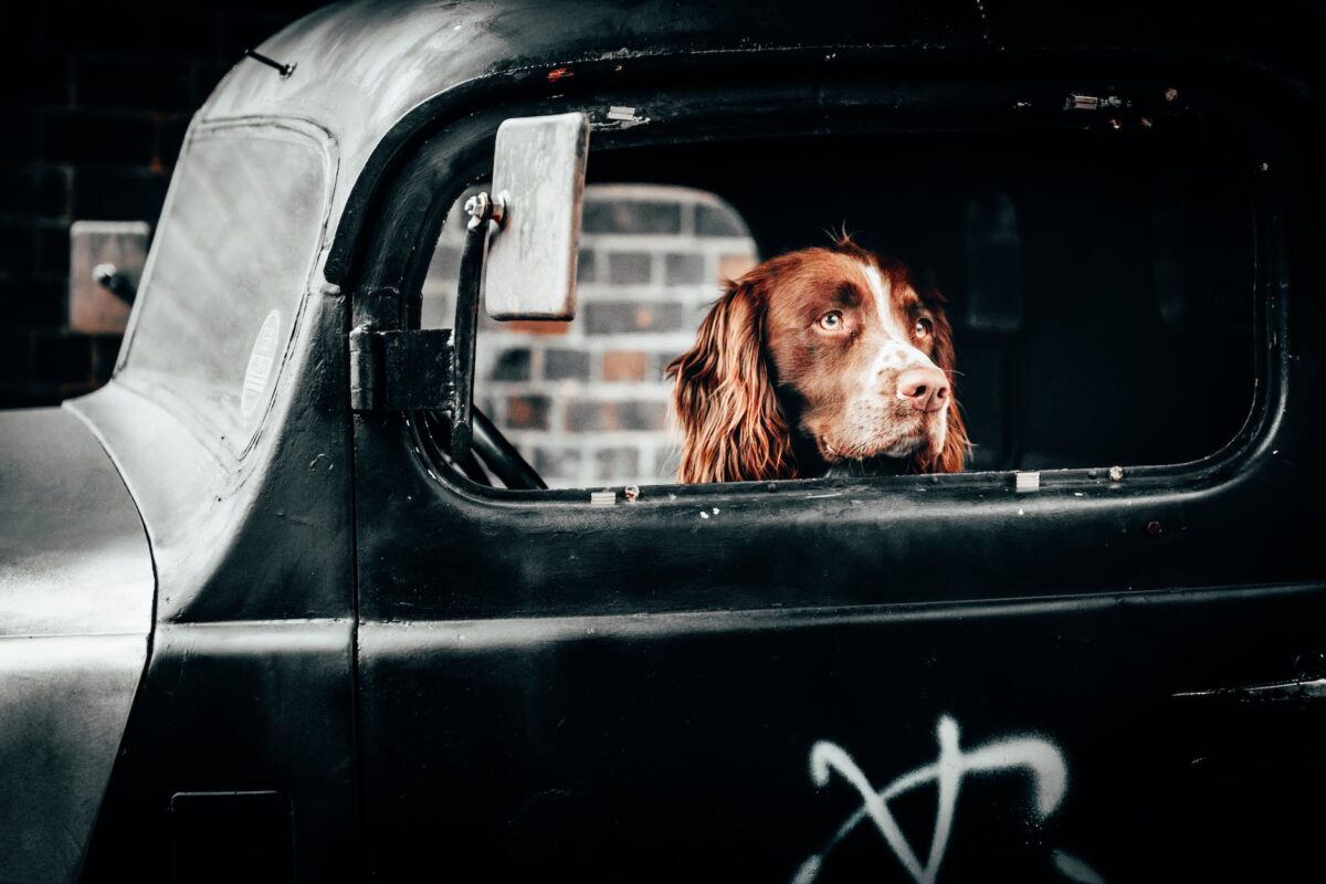 dog inside vehicle