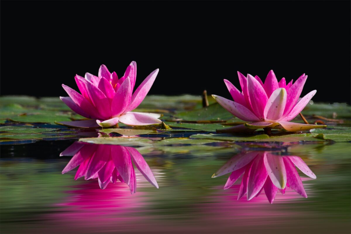 nature water flowers lake