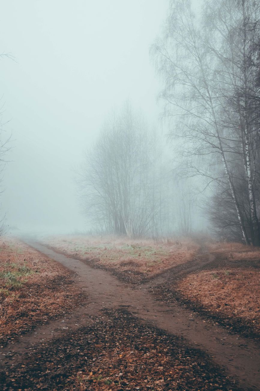 fog in woods